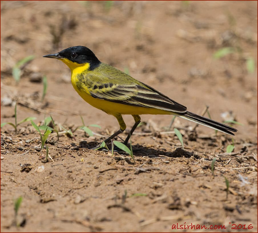 Black-headed WagtailMotacilla (flava) feldegg , male