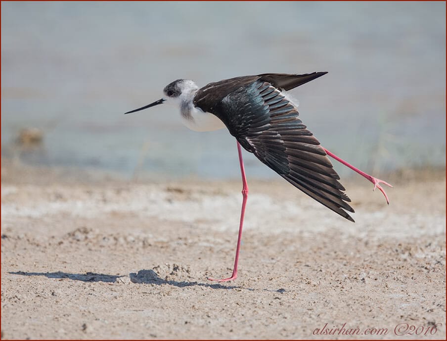 Black-winged Stilt Himantopus himantopus 