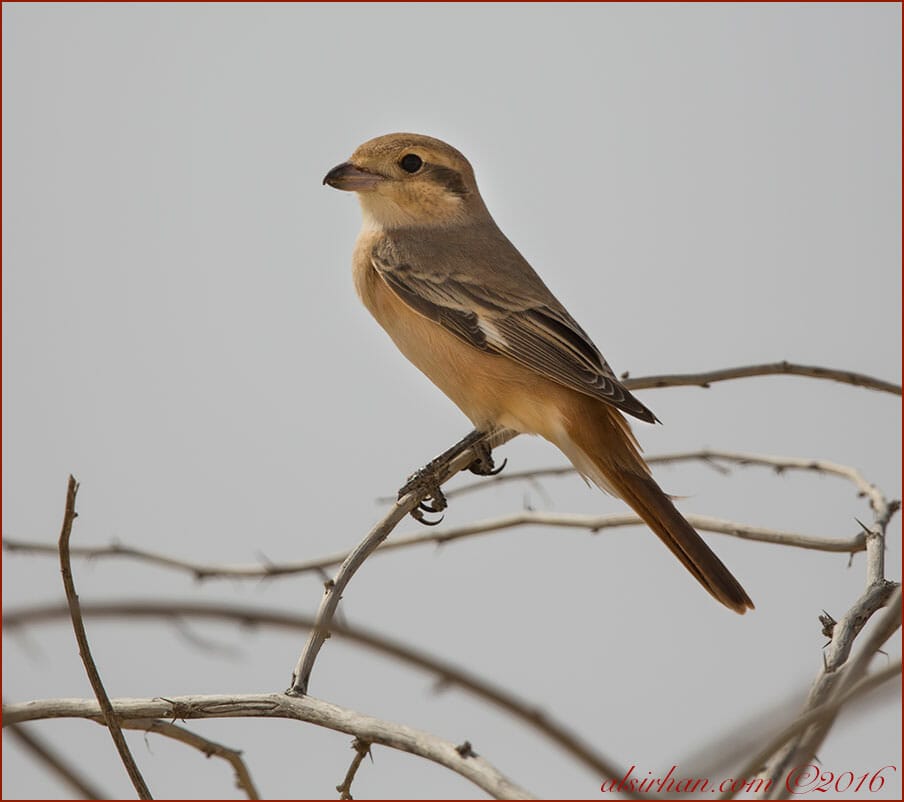 Daurian ShrikeLanius isabellinus 