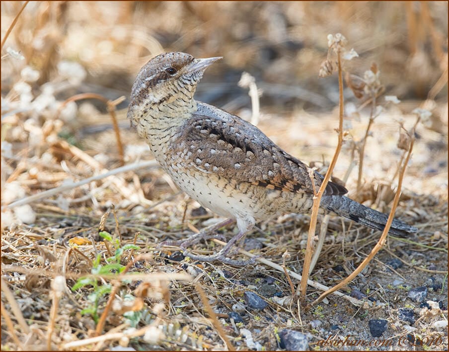 Eurasian WryneckJynx torquilla 