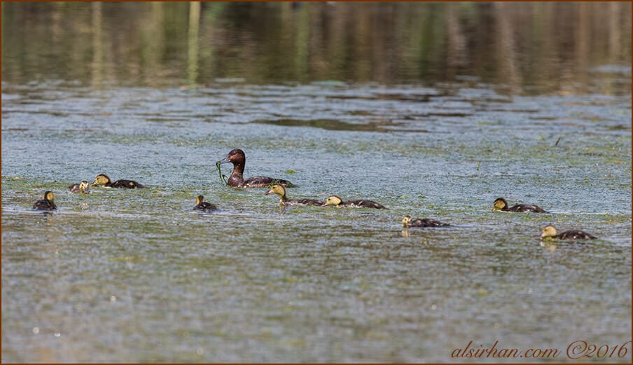 Ferruginous Duck Aythya nyroca 