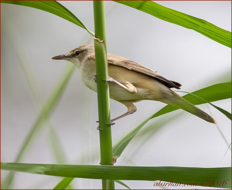 Great Reed Warbler Acrocephalus arundinaceus 