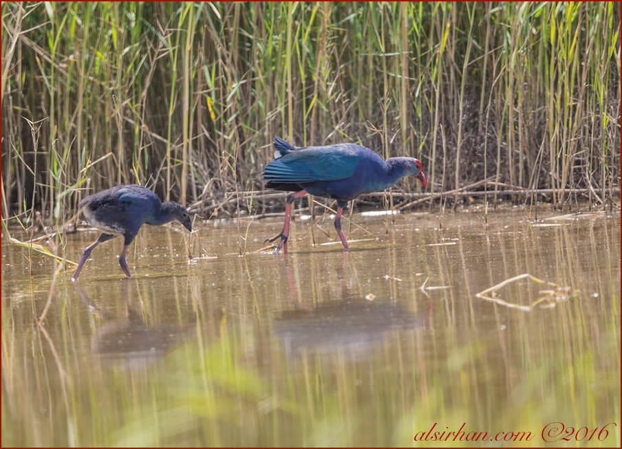 Grey-headed Swamphen Porphyrio poliocephalus