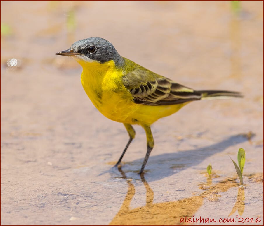 Grey-headed Wagtail Motacilla (flava) thunbergi 