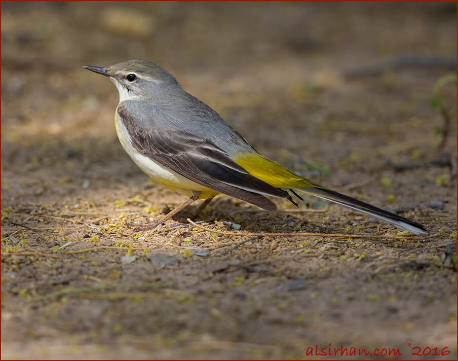 Grey WagtailMotacilla cinerea 