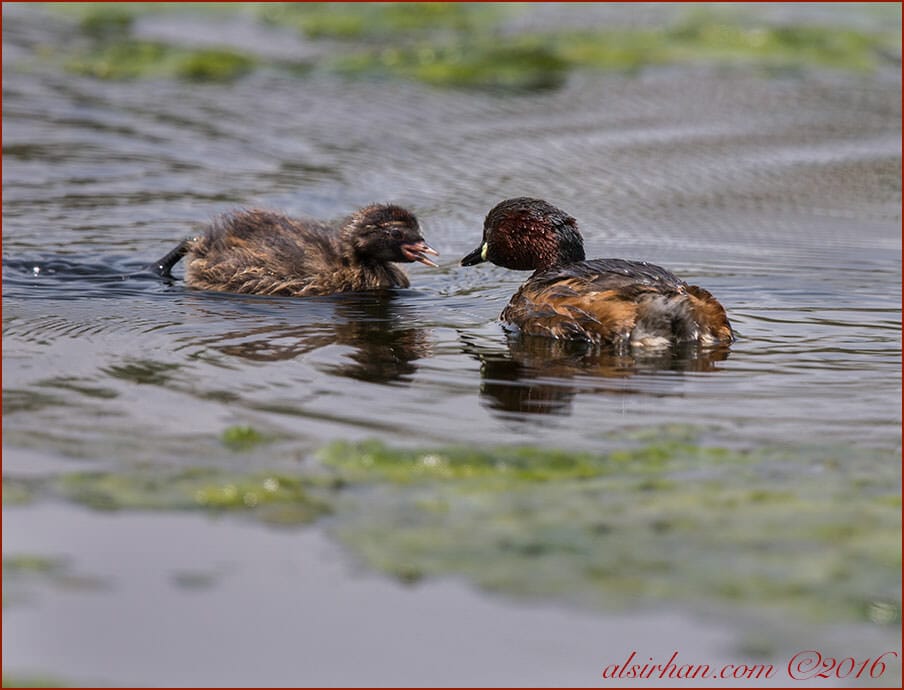 Little Grebe Tachybaptus ruficollis