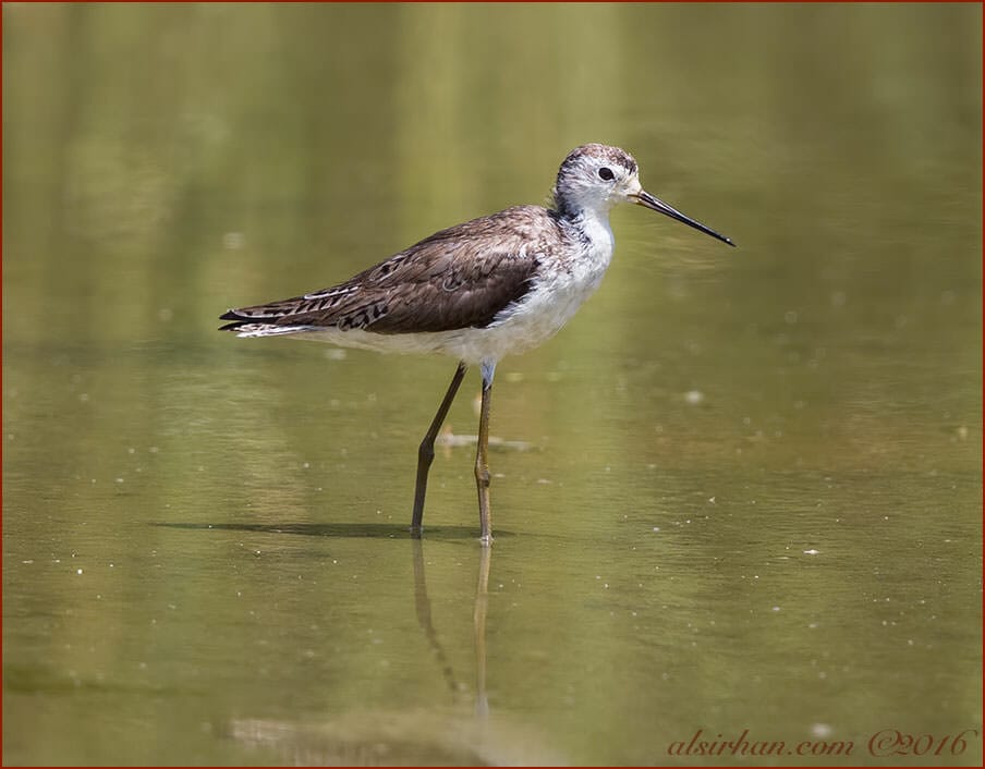 Marsh Sandpiper Tringa stagnatilis 