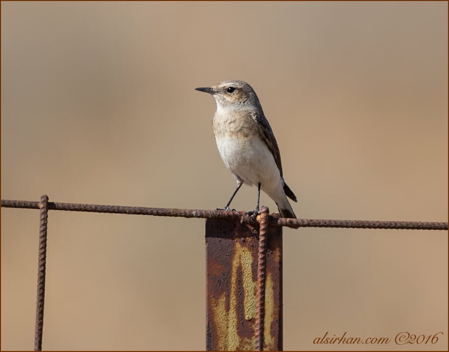 Northern Wheatear Oenanthe oenanthe female