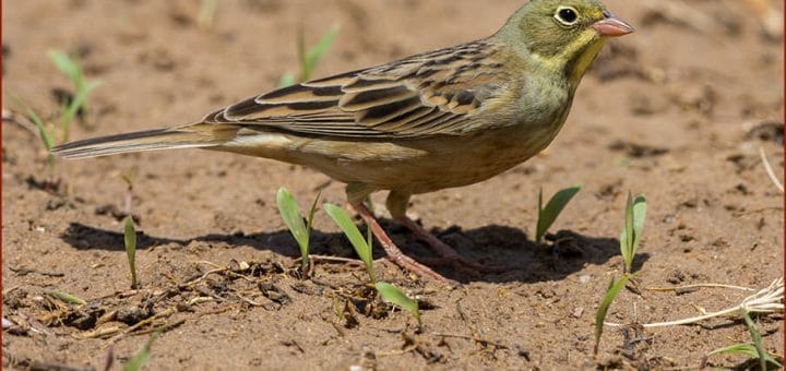 Ortolan Bunting standing on the ground