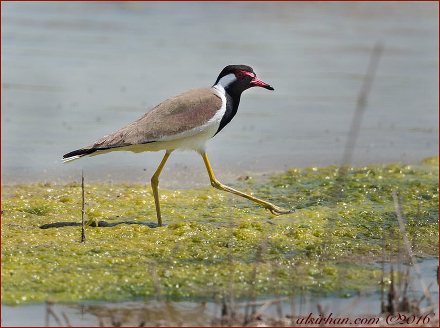 Red-wattled Lapwing Vanellus indicus 