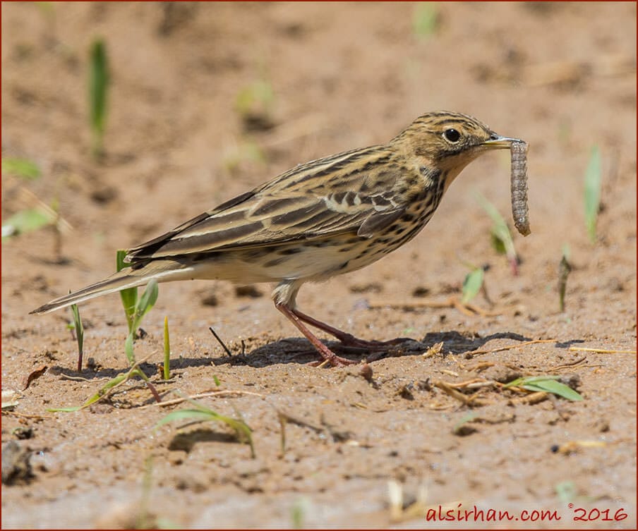 Red-throated Pipit Anthus cervinus , female