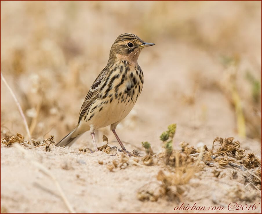 Red-throated Pipit Anthus cervinus 