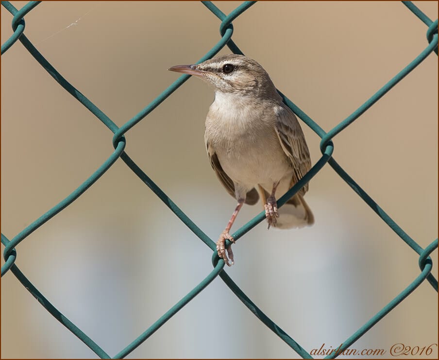 Rufous-tailed Scrub Robin Cercotrichas galactotes 