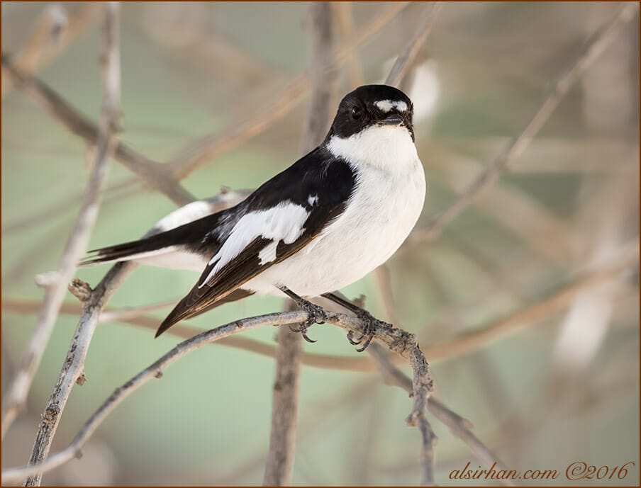 Semi-collared Flycatcher perched on a branch of a tree