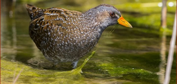Spotted Crake standing in water