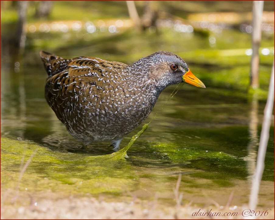 Spotted Crake standing in water