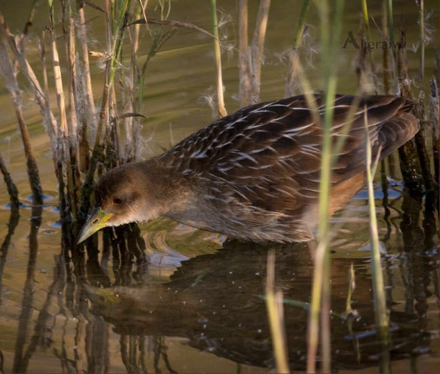 Striped Crake feeding in water