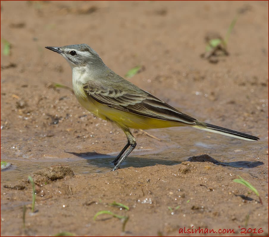 Sykes's Wagtail Motacilla (flava) beema , female