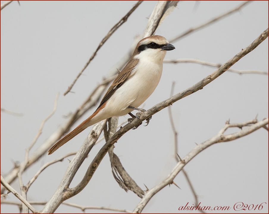 Turkestan ShrikeLanius phoenicuroides 