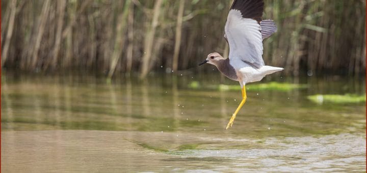 White-tailed Lapwing landing in water with raised wings