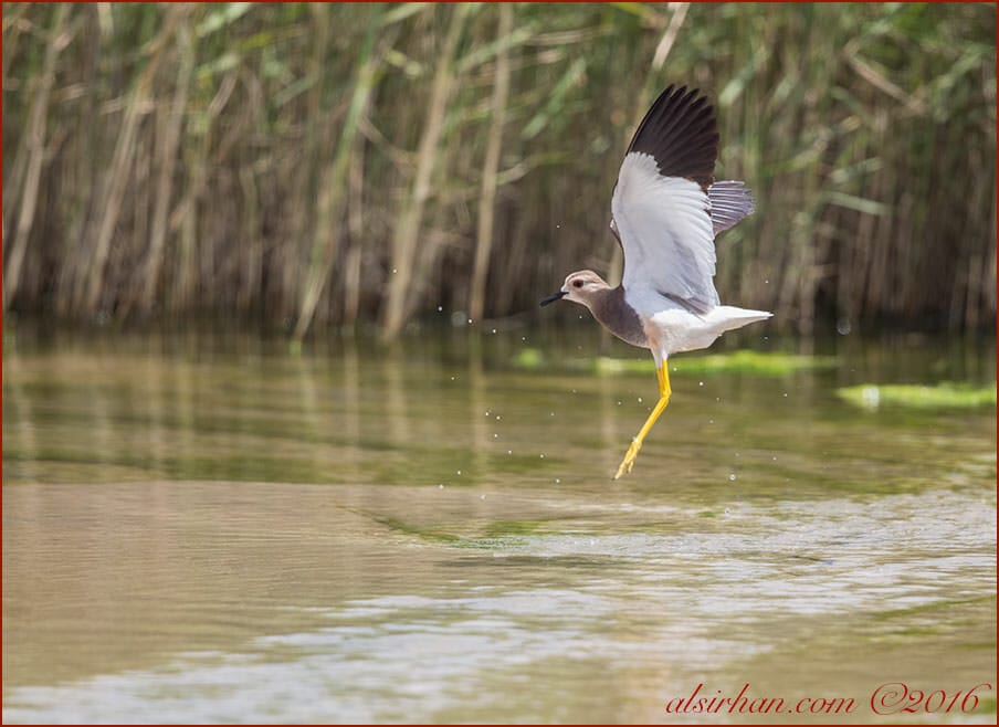 White-tailed Lapwing landing in water with raised wings