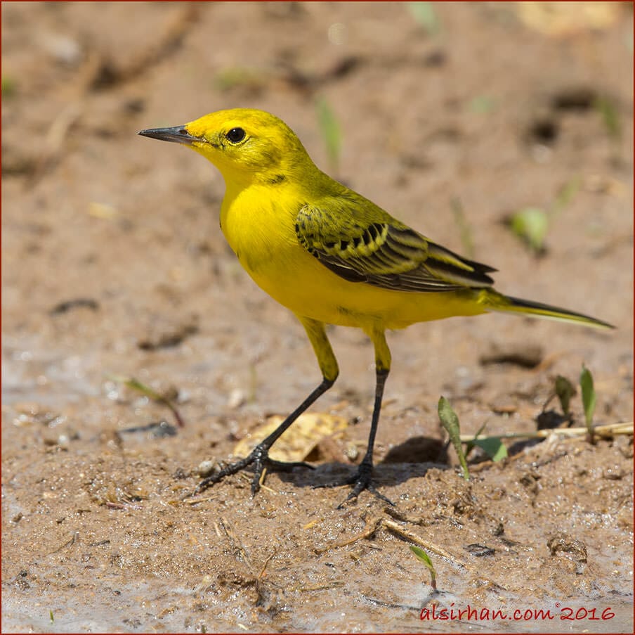 Yellow-headed Wagtail Motacilla (flava) lutea