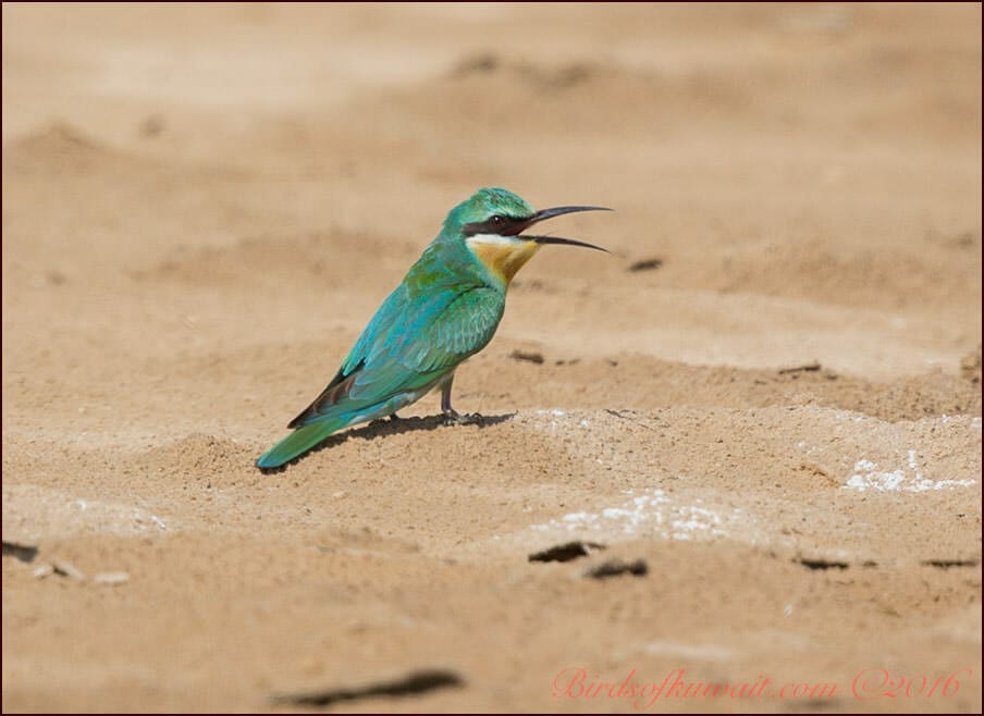 Blue-cheeked Bee-eater Merops persicus