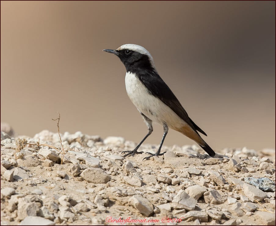 Eastern Mourning Wheatear Oenanthe lugens 