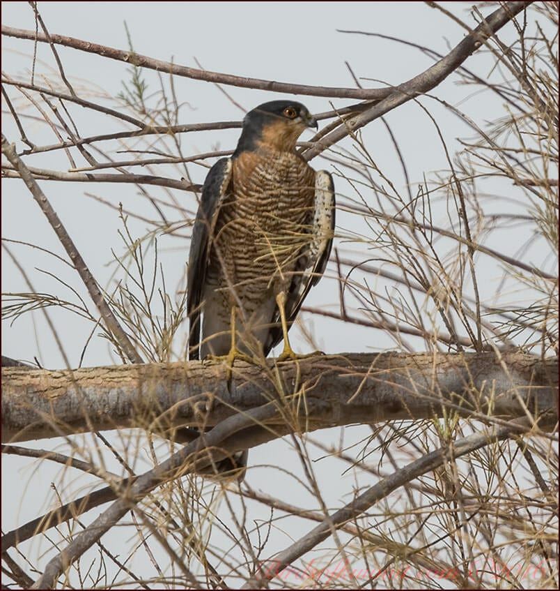 Eurasian Sparrowhawk Accipiter nisus