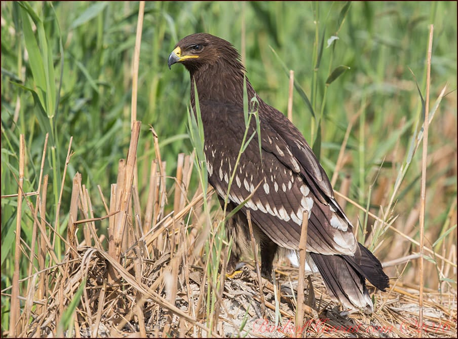 Greater Spotted Eagle Clanga clanga