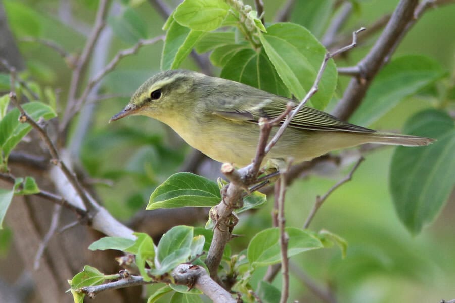 Green Warbler perched on a branch of a tree