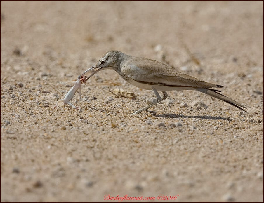 Greater Hoopoe-Lark (Alaemon alaudipes)