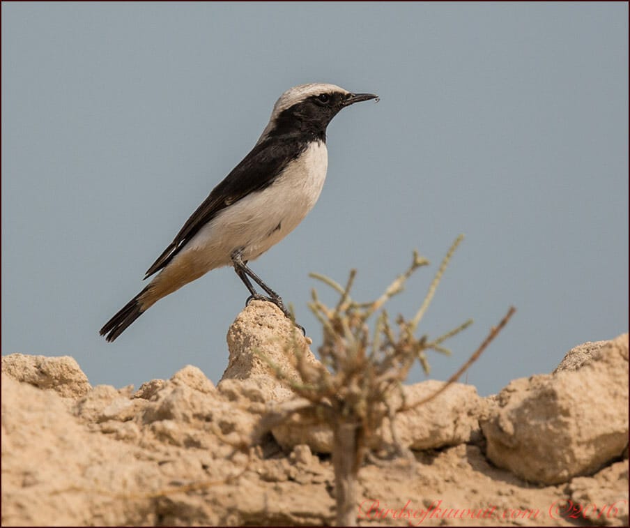 Eastern Mourning Wheatear Oenanthe lugens  persica
