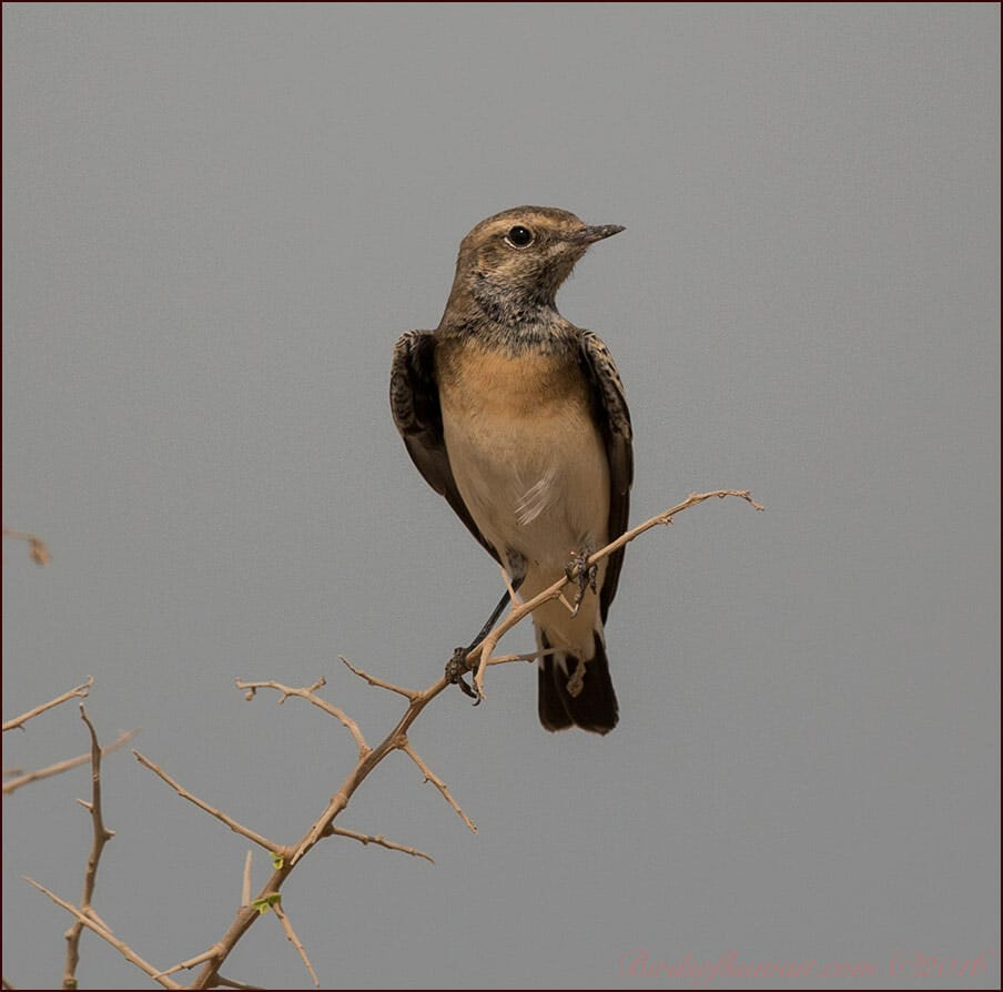 Pied Wheatear Oenanthe pleschanka