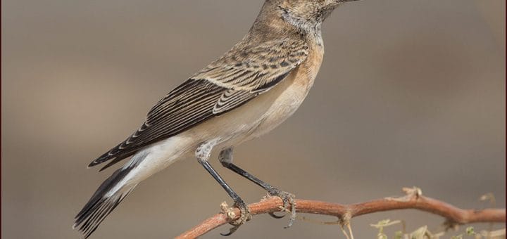 Pied Wheatear perched on a branch of a tree