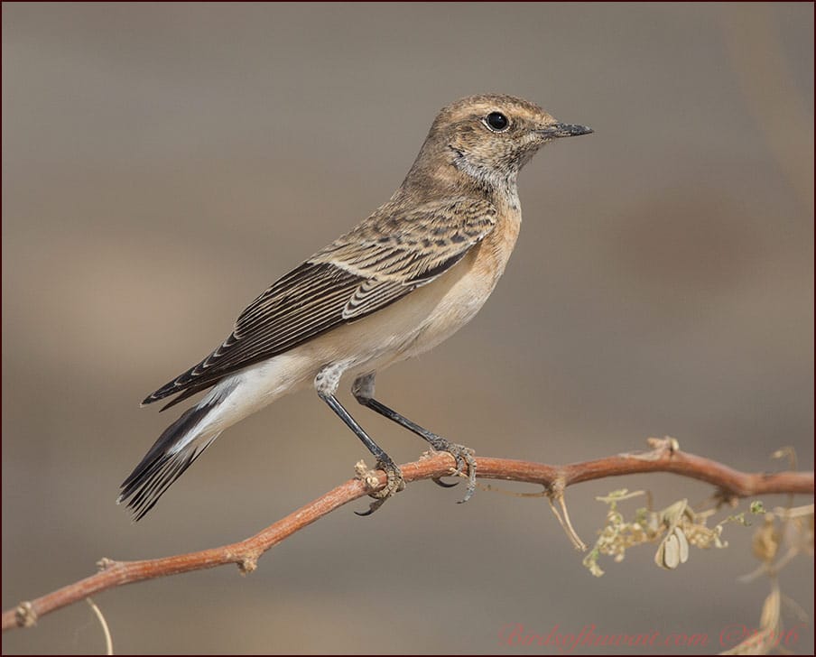 Pied Wheatear Oenanthe pleschanka