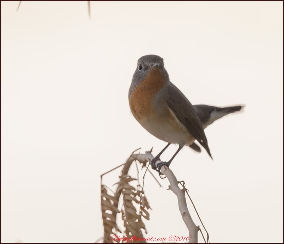 Red-breasted Flycatcher Ficedula parva