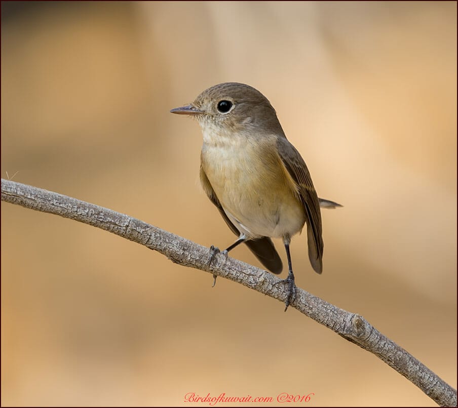 Red-breasted Flycatcher Ficedula parva 