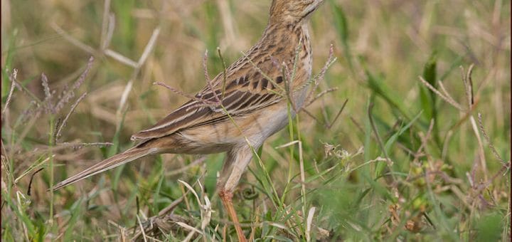 Richard's Pipit standing on the ground