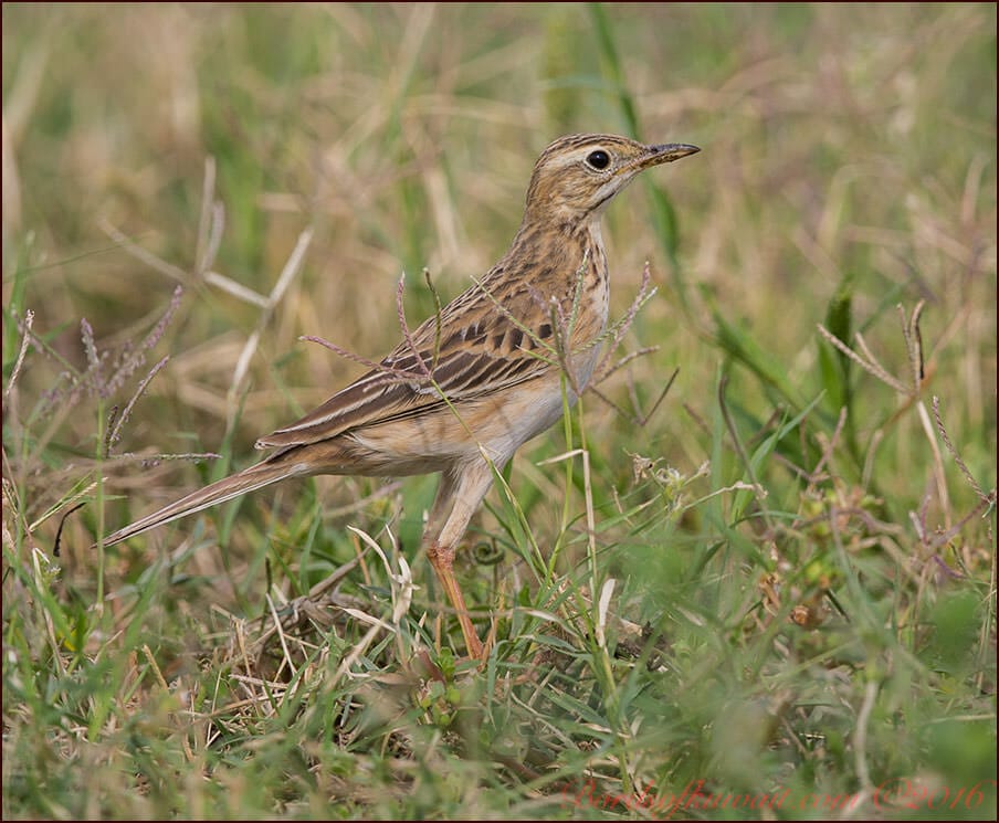 Richard's Pipit Anthus richardi