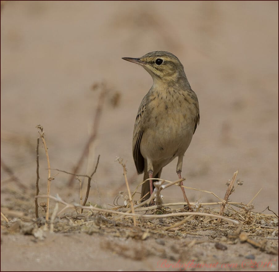 Tawny Pipit Anthus campestris