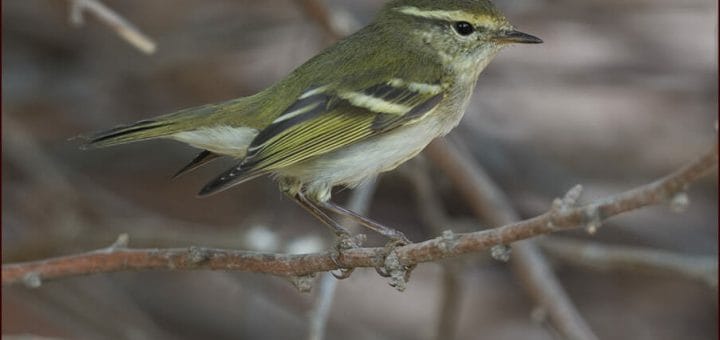 Yellow-browed Warbler perched on a branch of a tree