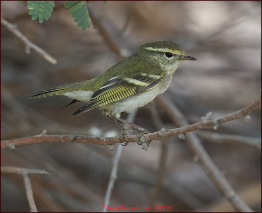 Yellow-browed Warbler perched on a branch of a tree