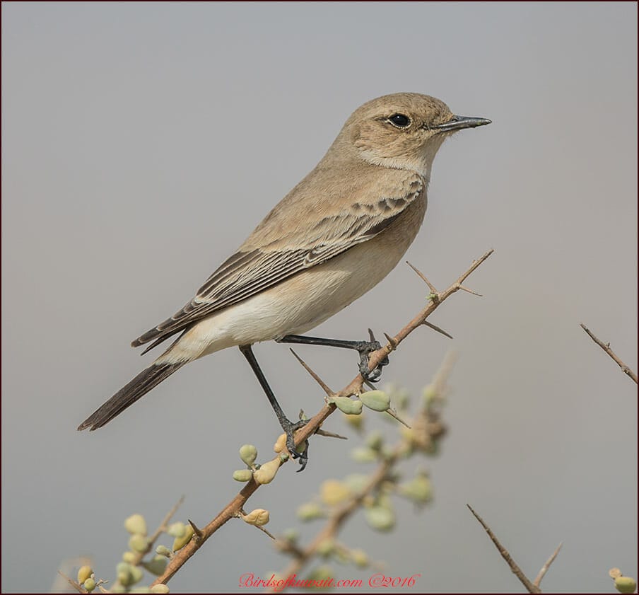 Desert Wheatear Oenanthe deserti female