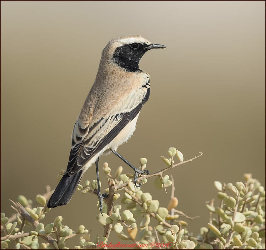 Desert Wheatear Oenanthe deserti 