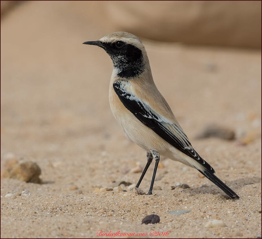 Desert Wheatear Oenanthe deserti 