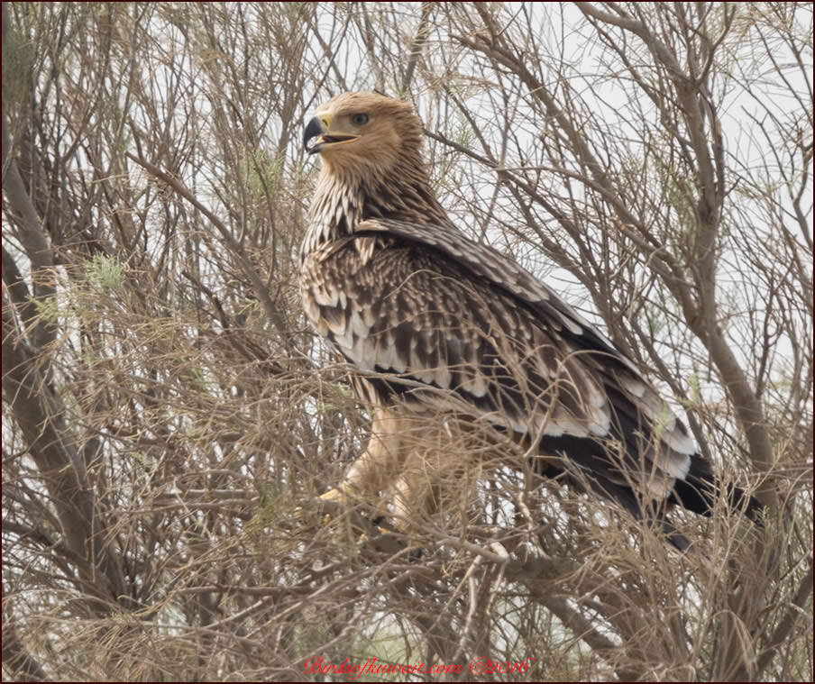 Eastern Imperial Eagle Aquila heliaca 