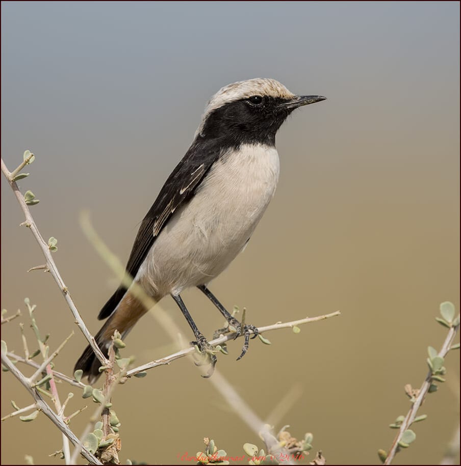 Eastern Mourning Wheatear Oenanthe lugens 