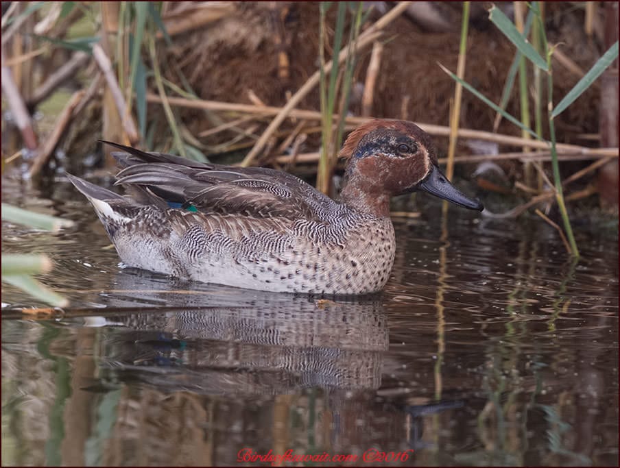 Eurasian Teal Anas crecca