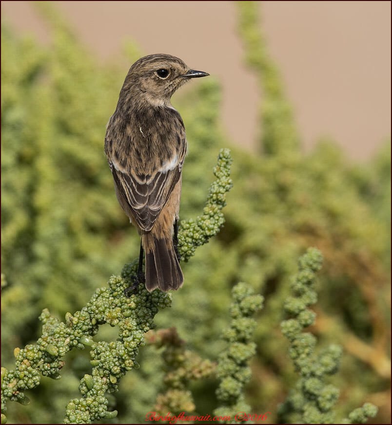 European Stonechat Saxicola rubicola 